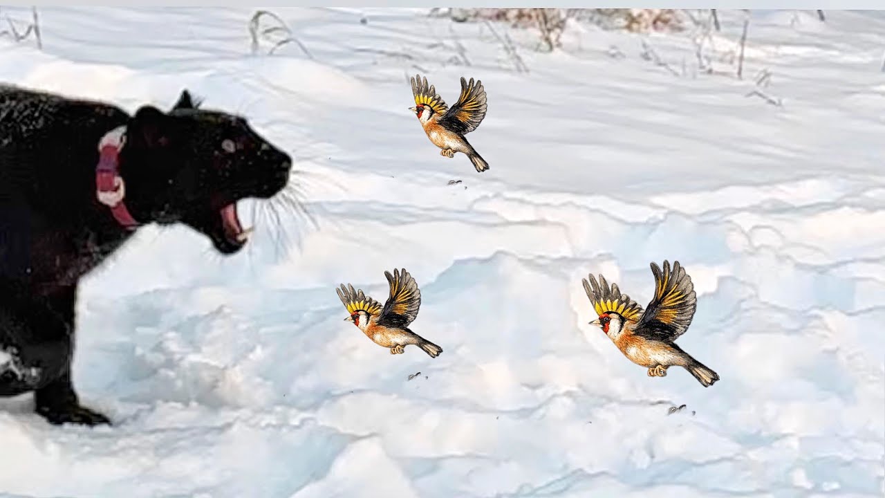 Луна пантера и маленькие птички 🐦 🐦 🐦