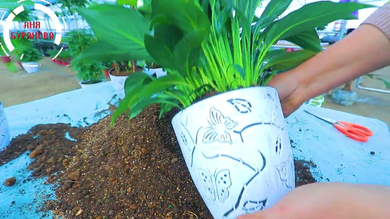 Аёл бахти гулимизни кучирамиз