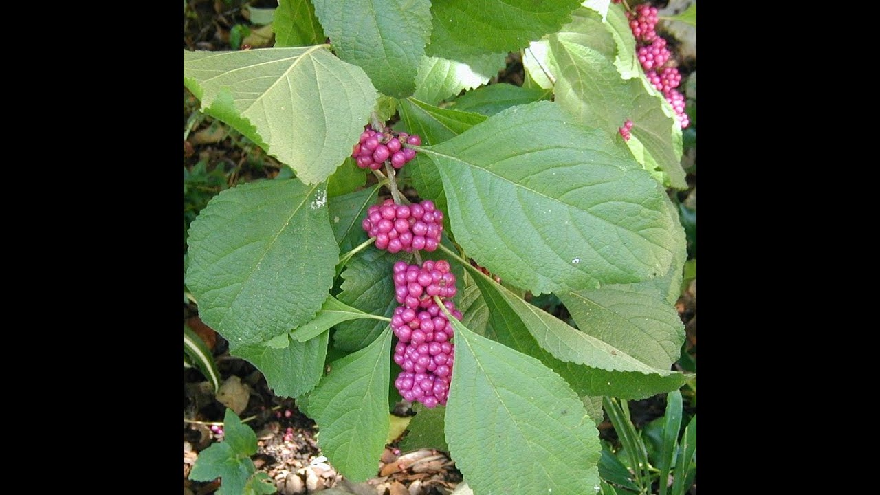Plant of the Month Oct24 American Beautyberry