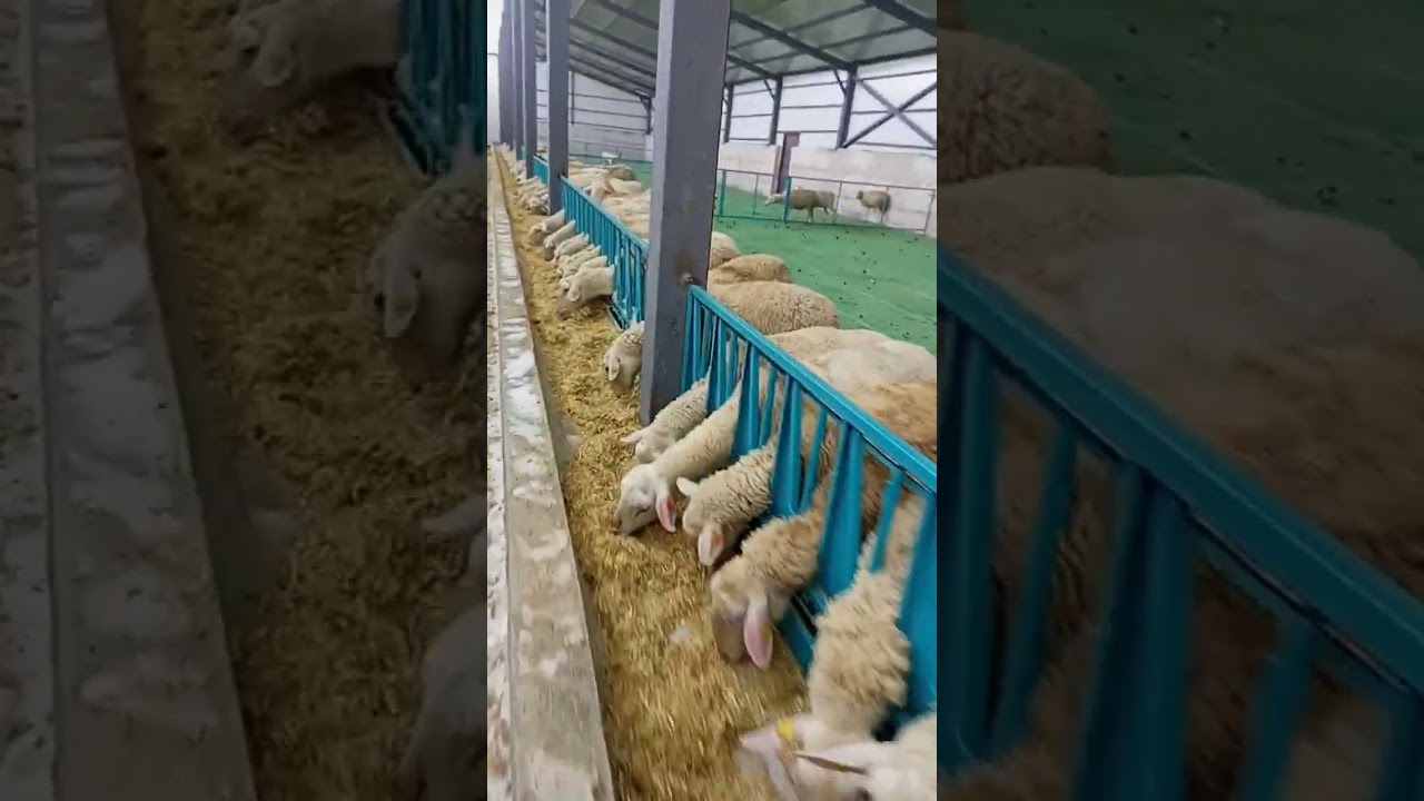 YENİ AĞIL İLK YEMLEME LACAUNE GEBE KOYUNLAR