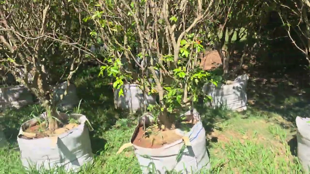 Venda de jabuticaba  sabara e híbrida de 15 a 35 anos