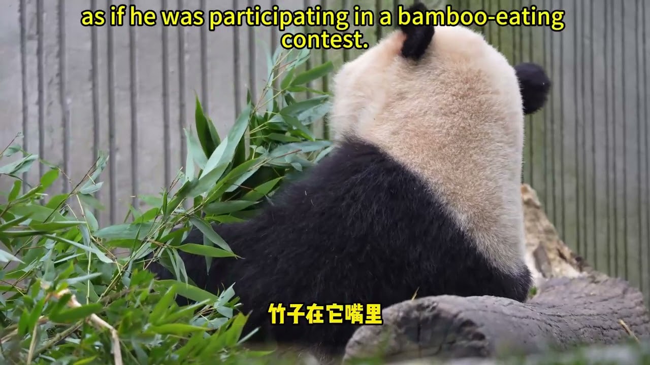 【我爱大熊猫】大熊猫冰仔和冰宝各玩各的互不打扰 Bing Zai and Bing Bao play separately. #熊猫 #panda #我爱大熊猫 #Love Panda