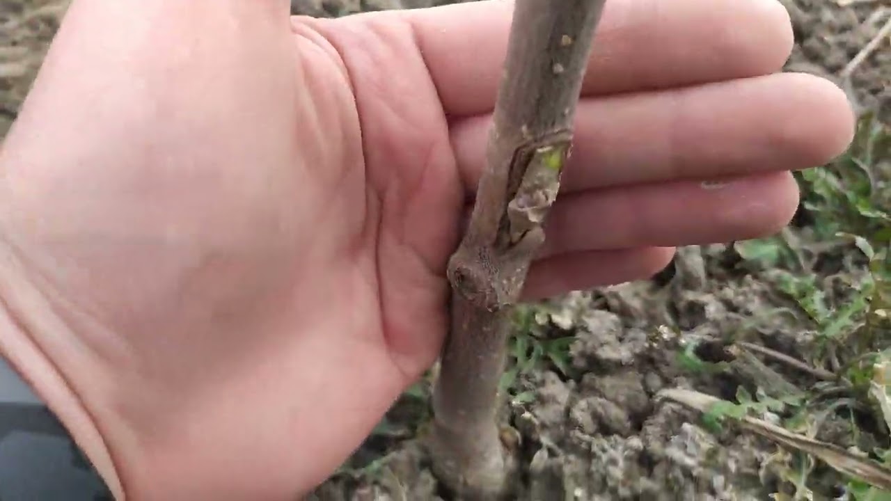 Окуліровка шовковиці з латками Okulette. Результат.