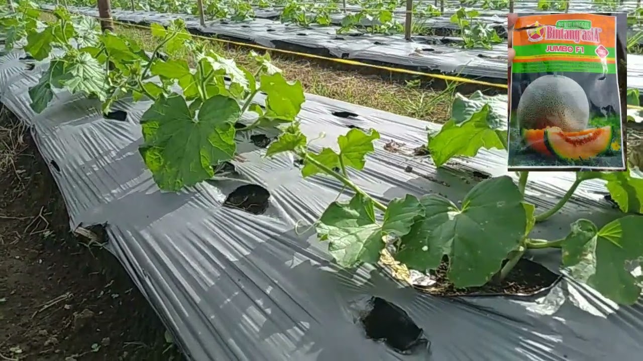 MONITORING MELON JUMBO F1 DAN PENGENALAN FUNGISIDA EMPEROR 475 SC