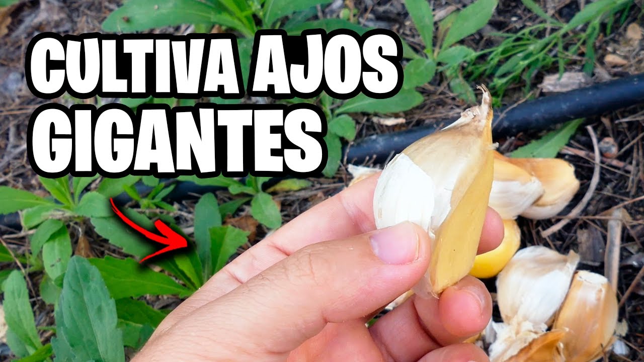 Como SEMBRAR Y CULTIVAR AJOS! 🧄 Consejos y Trucos del cultivo en Huerto y Jardín | La Huerta de Ivan