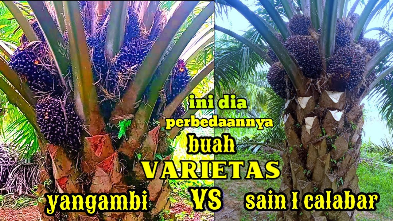 ternyata ini dia perbedaannya antara varietas sain 1 vs yangambi #dpsain1calabar #ppksyangambi