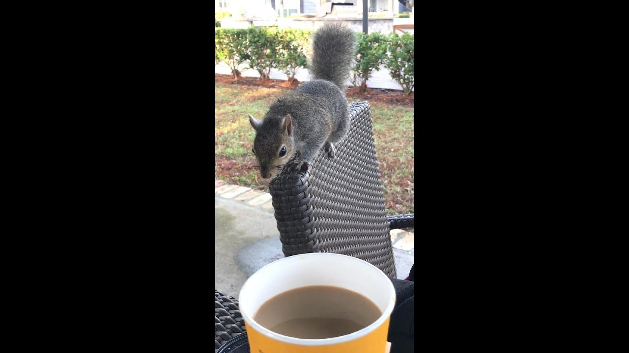 Squirrels and Coffee