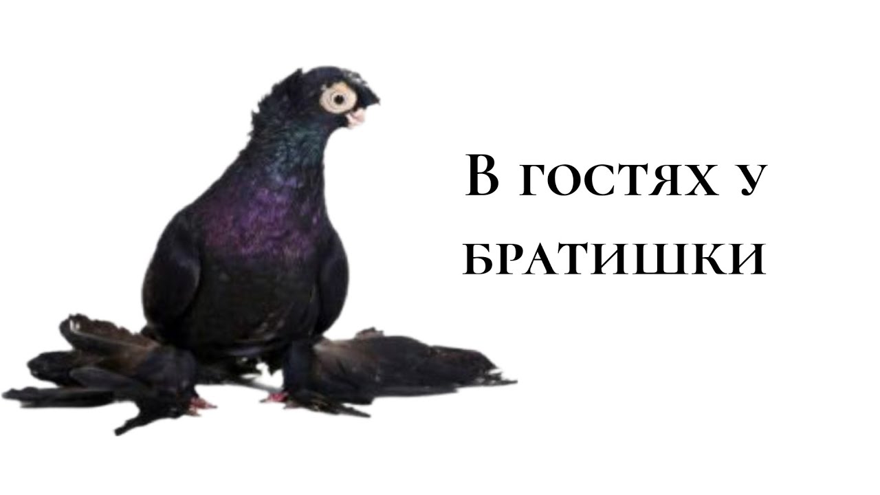 Сегодня в гостях у братишки Саясата. Снимаем его голубятню