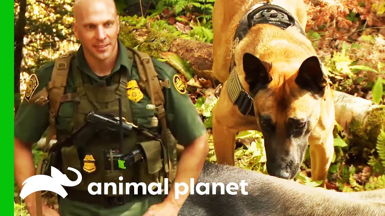 Searching For A Wounded Moose Which Crossed The Canadian Border | North Woods Law