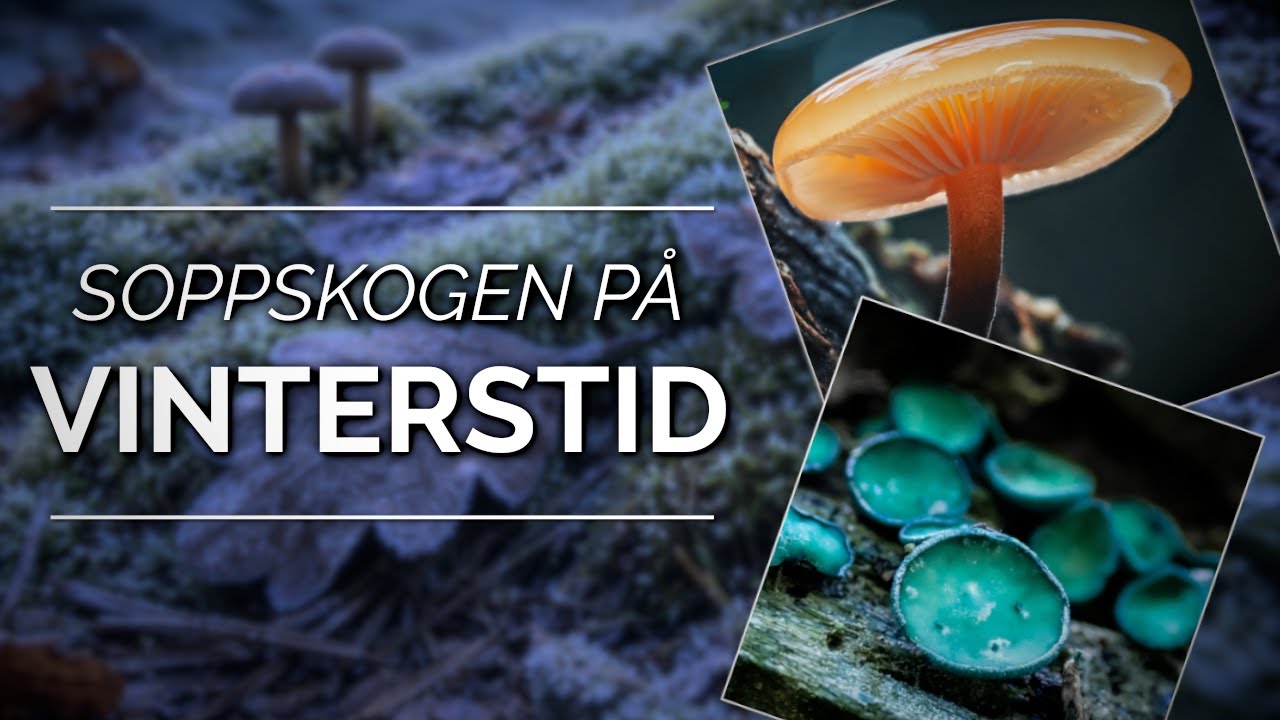 Mye merkelig sopp p&aring; vinteren