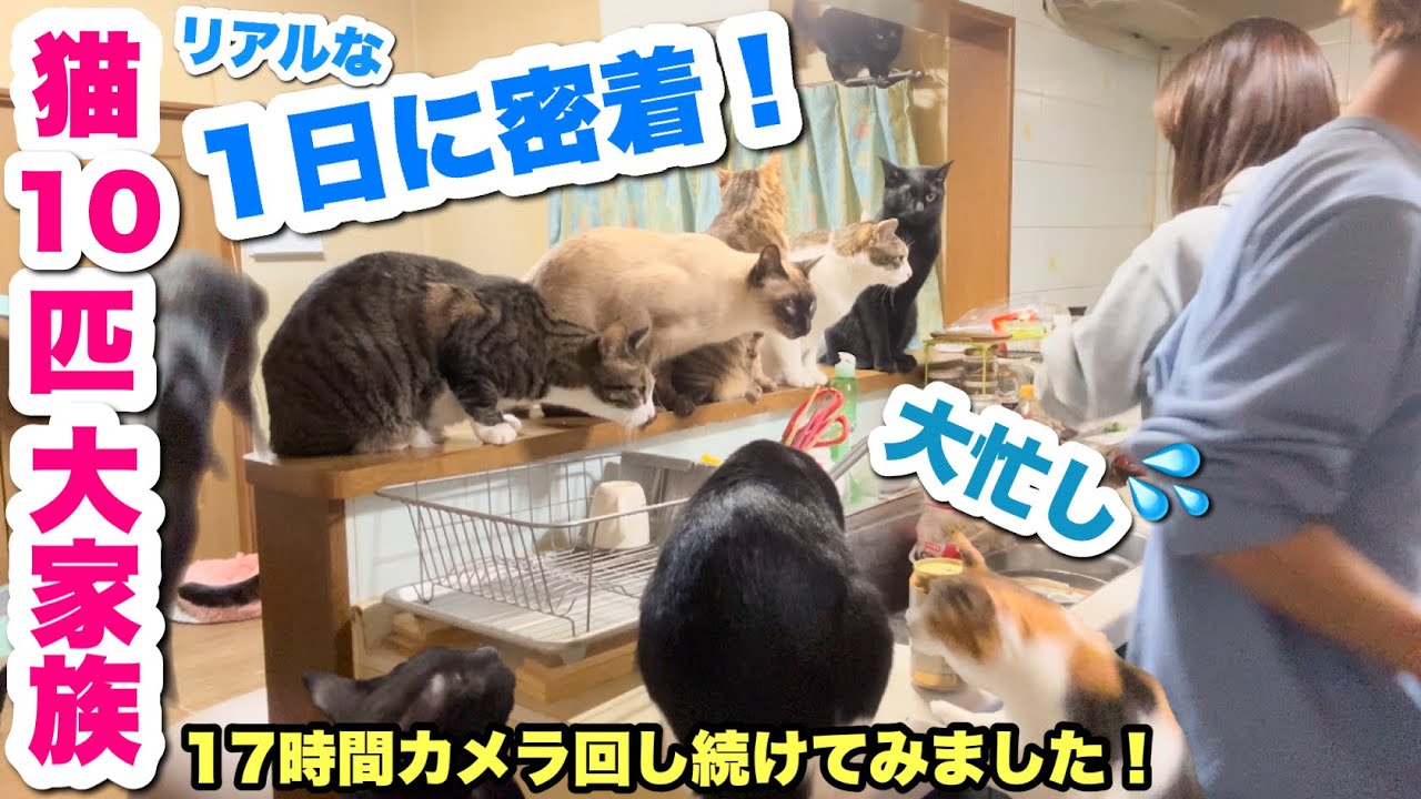 保護猫10匹多頭飼いの1日に密着したら、ドタバタで大忙しでしたｗ【いつもこんな感じです】【17時間カメラ回し続けてみた】