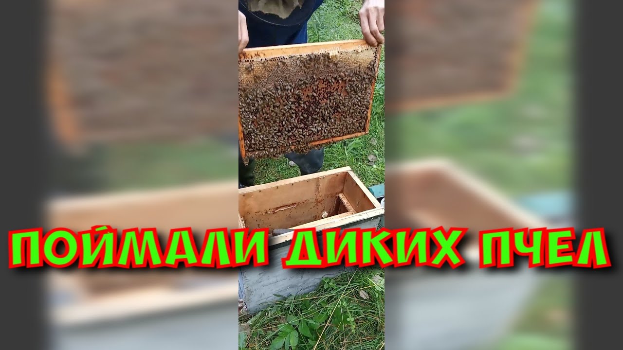 Охота за мёдом. Пересаживаем пчел с ловушки вместе с сотами и медом