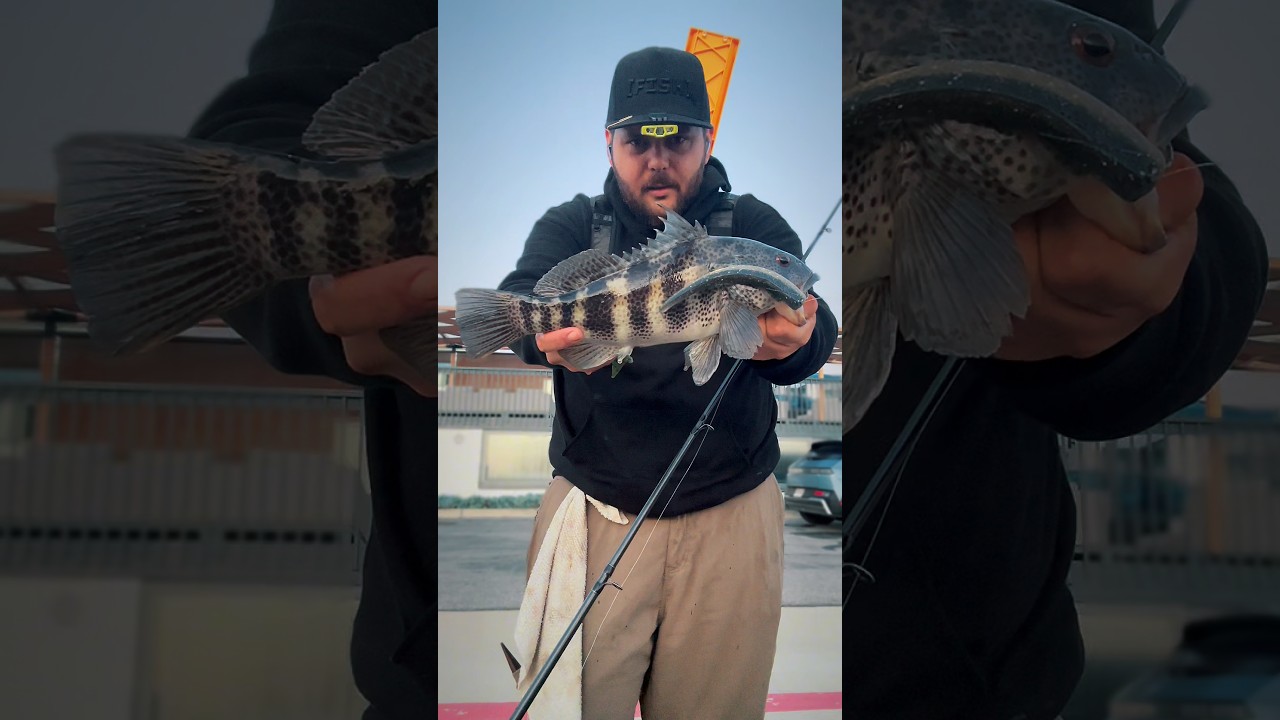 Power shorting the 6&rdquo; Slug | [FISH]rx