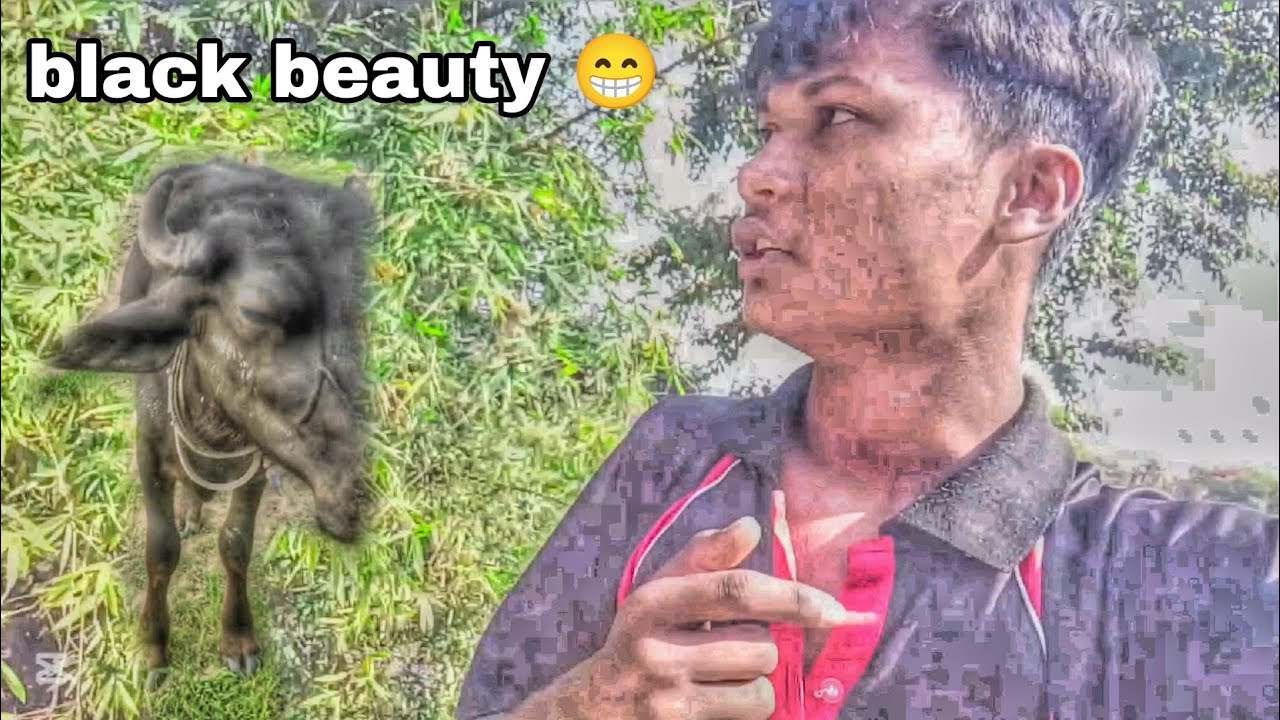 Black beauty 🖤😁 ko ko single xa😹 