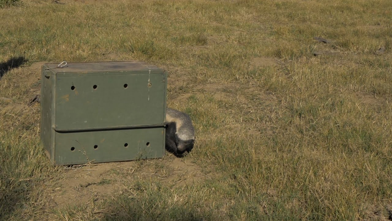 Dr Johan Joubert releases a rescued Honey Badger onto Shamwari Private Game Reserve