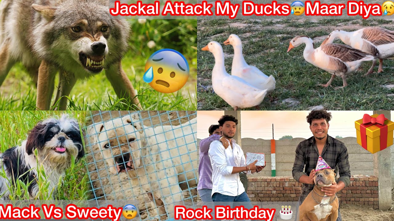 Jackal N Ducks Par Hamla Kiya Farm K Bhar😰|| Mack Or Sweety Ka Panga Hogya😨Rock Birthday 🎁 