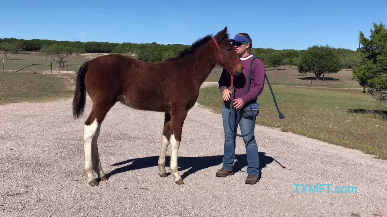Sherlock - MFTHBA bay tobiano foxtrotter colt for sale in TX