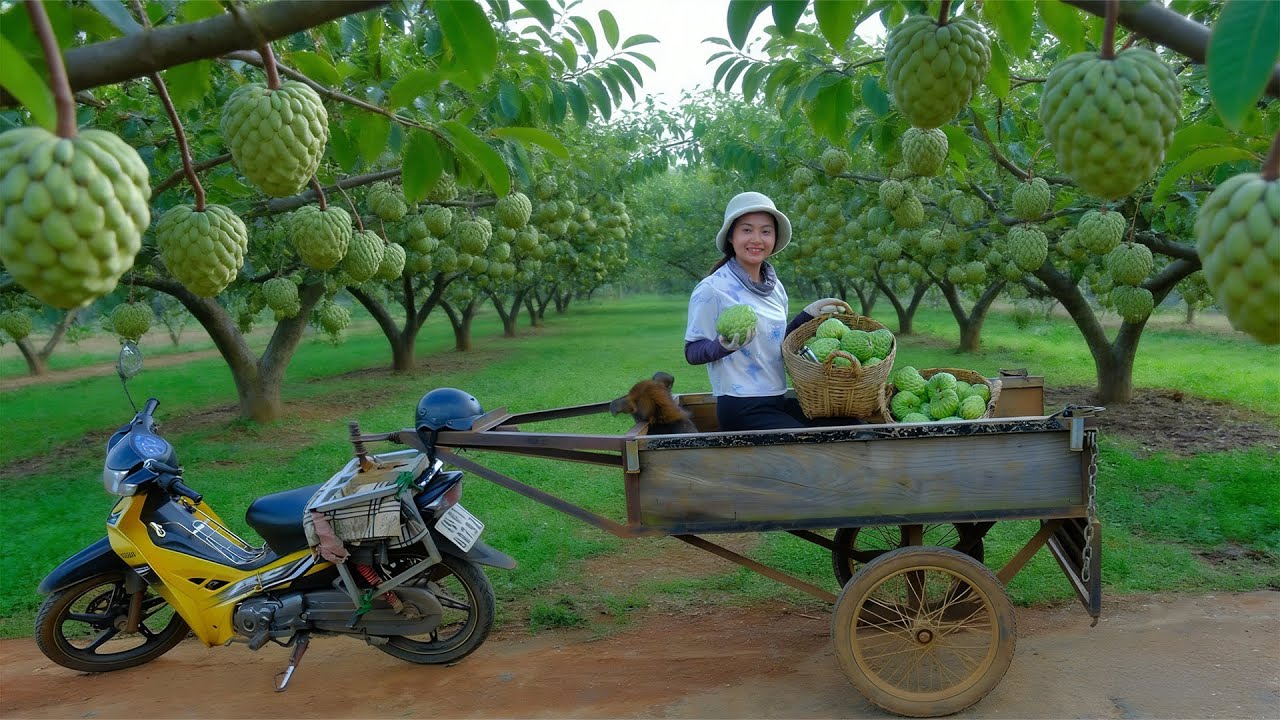 Harvest Custard Apples To Sell At The Market – Farm Life: Cook, Garden, Livestock