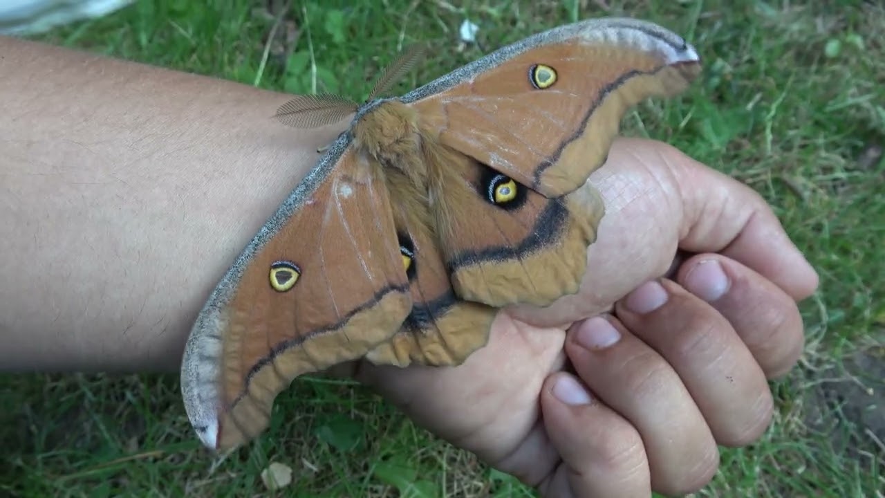 Видеоролики самцов Antheraea montezuma, которых я вырастил.