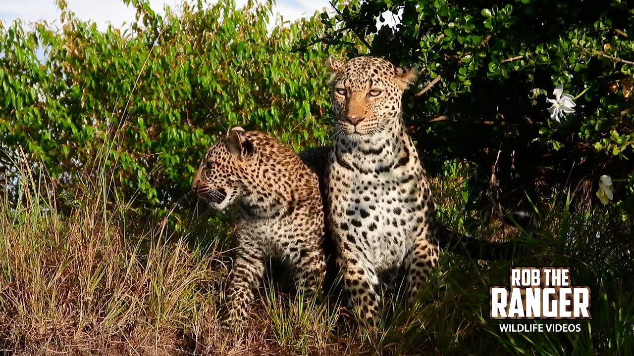 Spotting TWO LEOPARDS on a Safari Drive!! | Maasai Mara | Zebra Plains