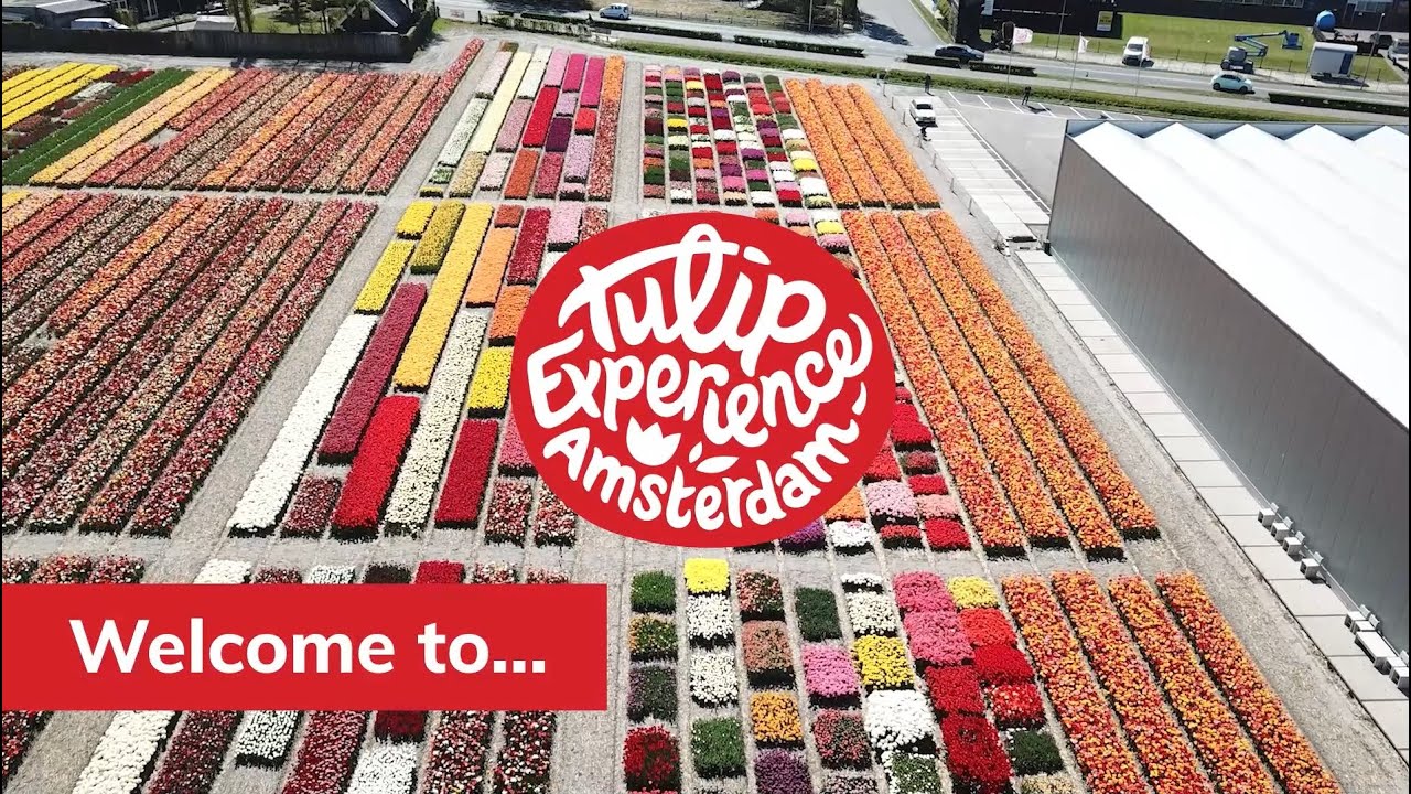 Tulip Experience Amsterdam - season 1