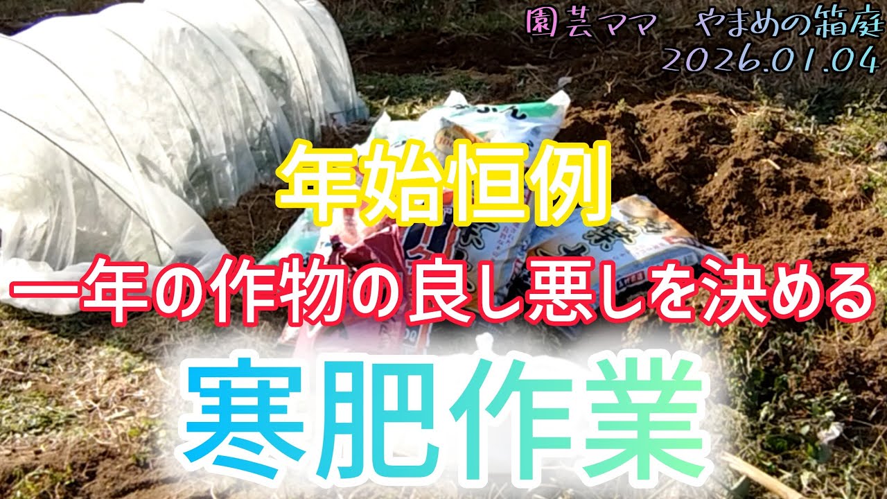 年始恒例！畑を豊かにする寒肥