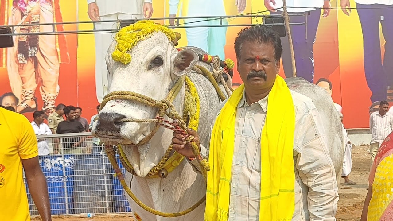 కాలువ బుగ్గ న్యూ కేటగిరి విభాగంలో 15వ జత RK బుల్స్