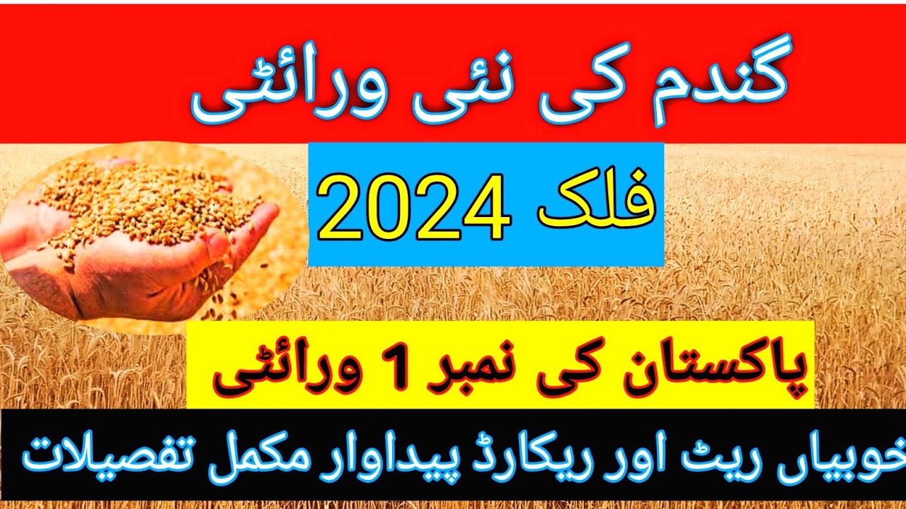 Wheat seed varieties Falak 2024 |wheat seed price2025|| High yield Wheat seeds cultivation Pakistan 