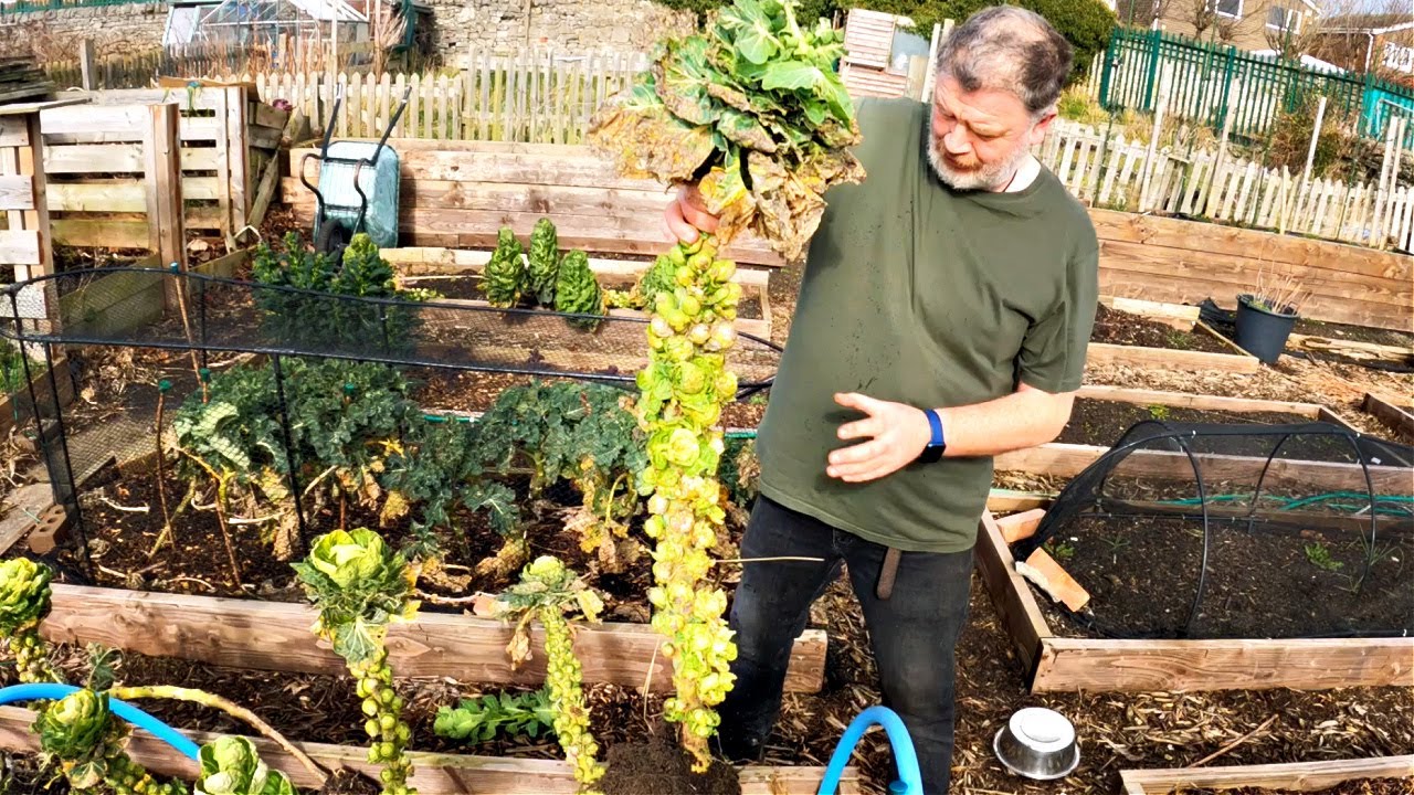 How I'm Tackling Those Leftover Garden Problems - Allotment Gardening With Tony