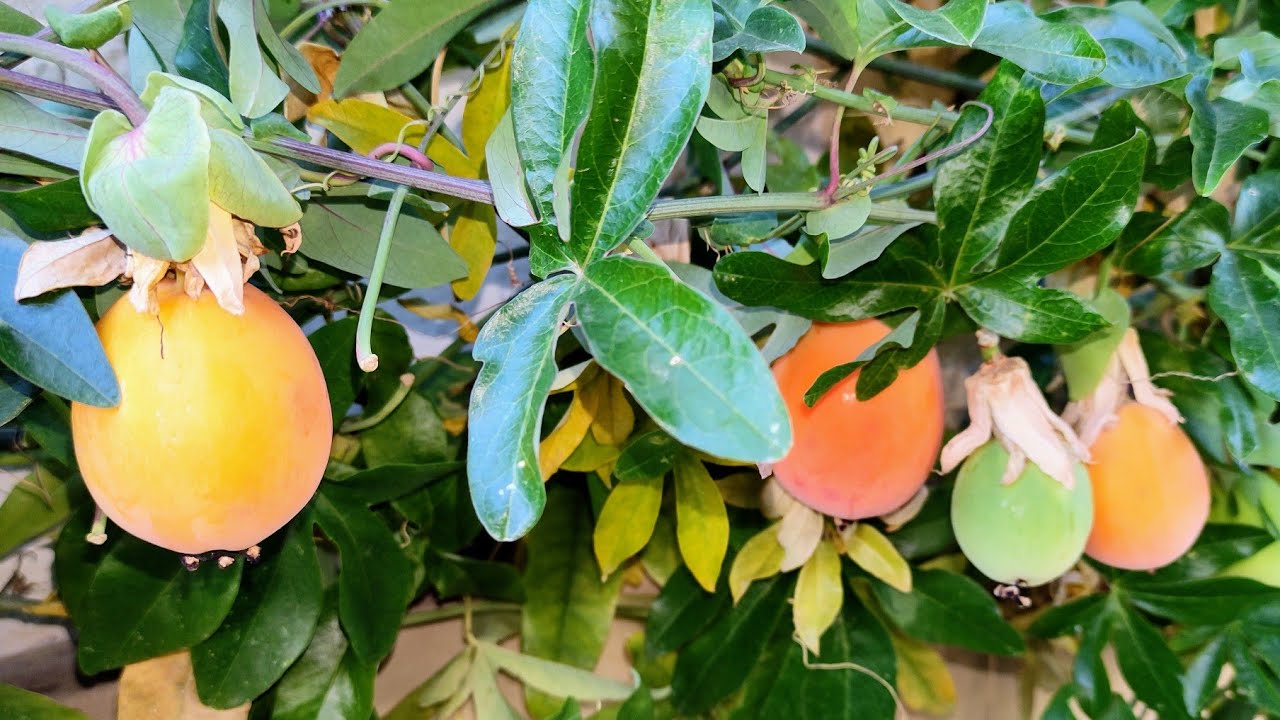 Plentiful Passion Fruit (Passiflora caerulea) Harvest in Germany