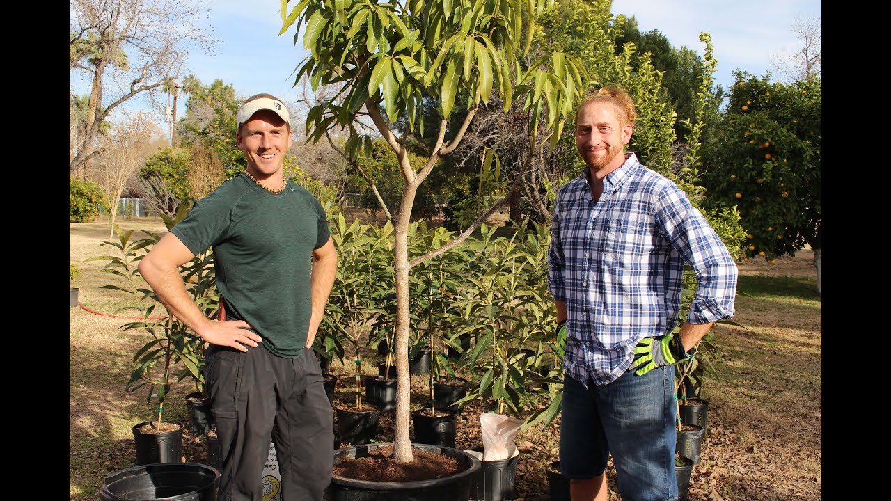 How to grow fruit trees in a container