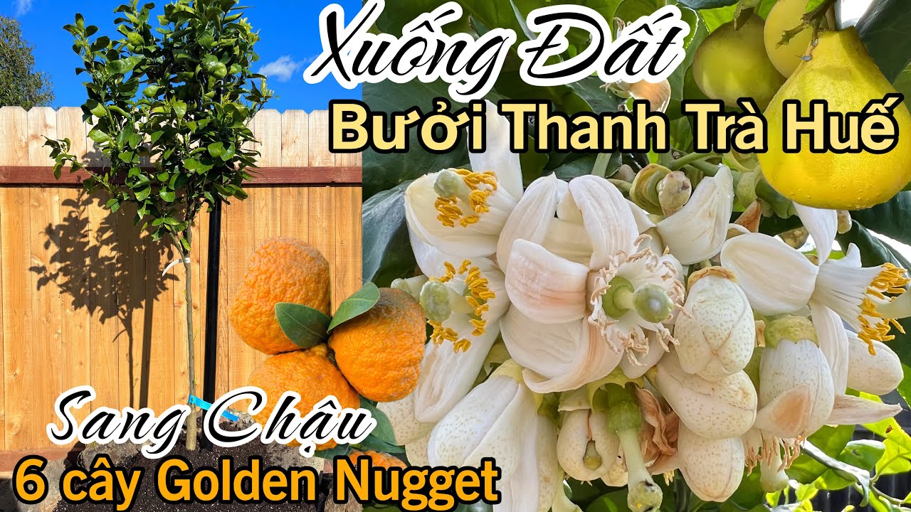 Cùng Kyle Sang Chậu 6 Cây Quýt Golden Nugget 🍊và Xuống Đất Bưởi Thanh Trà Huế K053