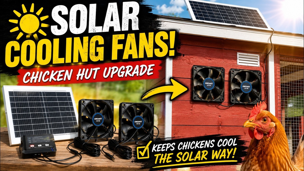 Solar Cooling Fans for the Chicken Hut! ☀️🐔 Coop Upgrade