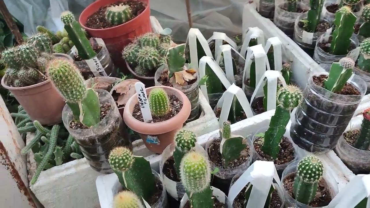 Kışa girerken kaktüslerimle merhaba demek istedim.#cactus #azerbaycan #dubai 