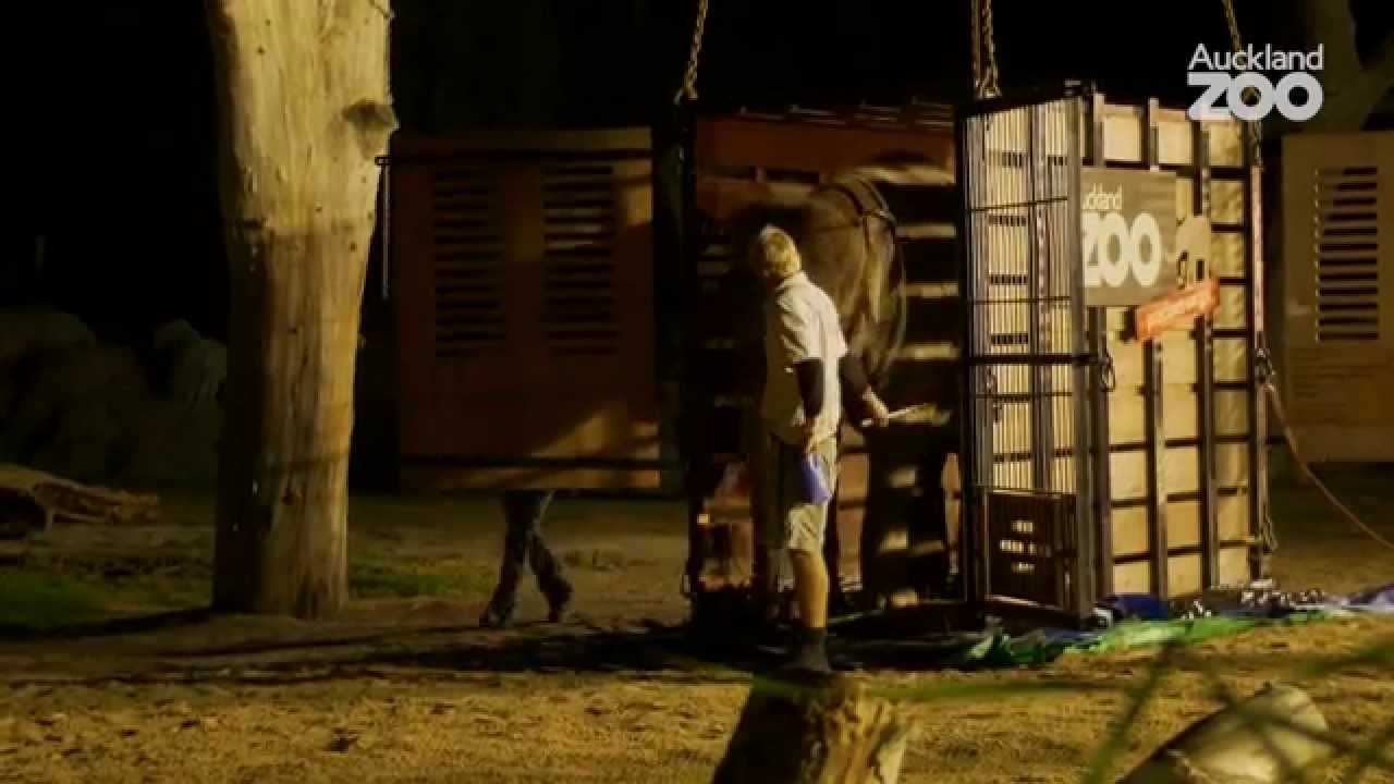 Zoo Tales - Elephant Anjalee arrives at Auckland Zoo