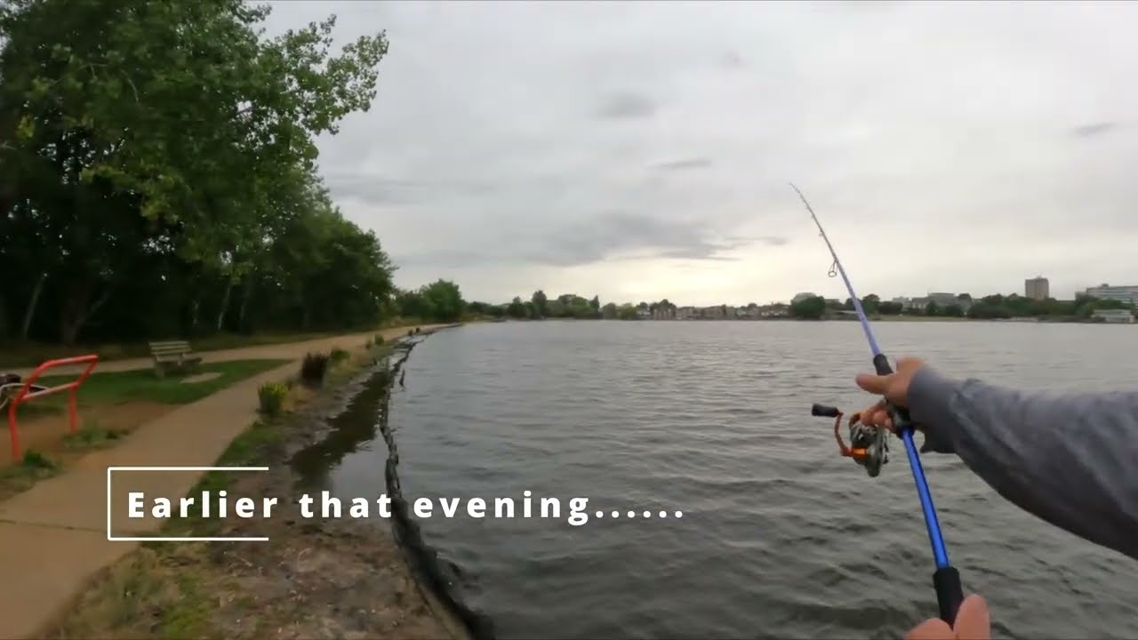 Catching a 53cm Seabass in Poole Park Lake, Poole, Dorset