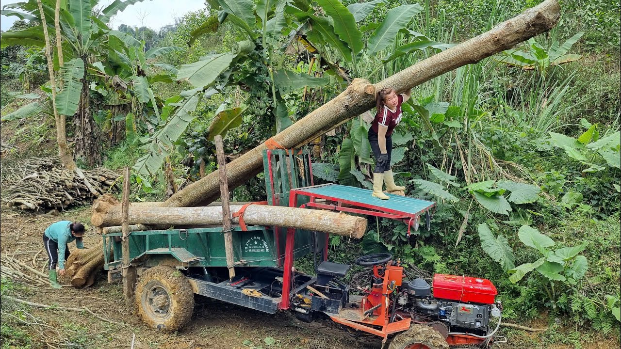 Daily work, using trucks to transport large logs to the assembly point.