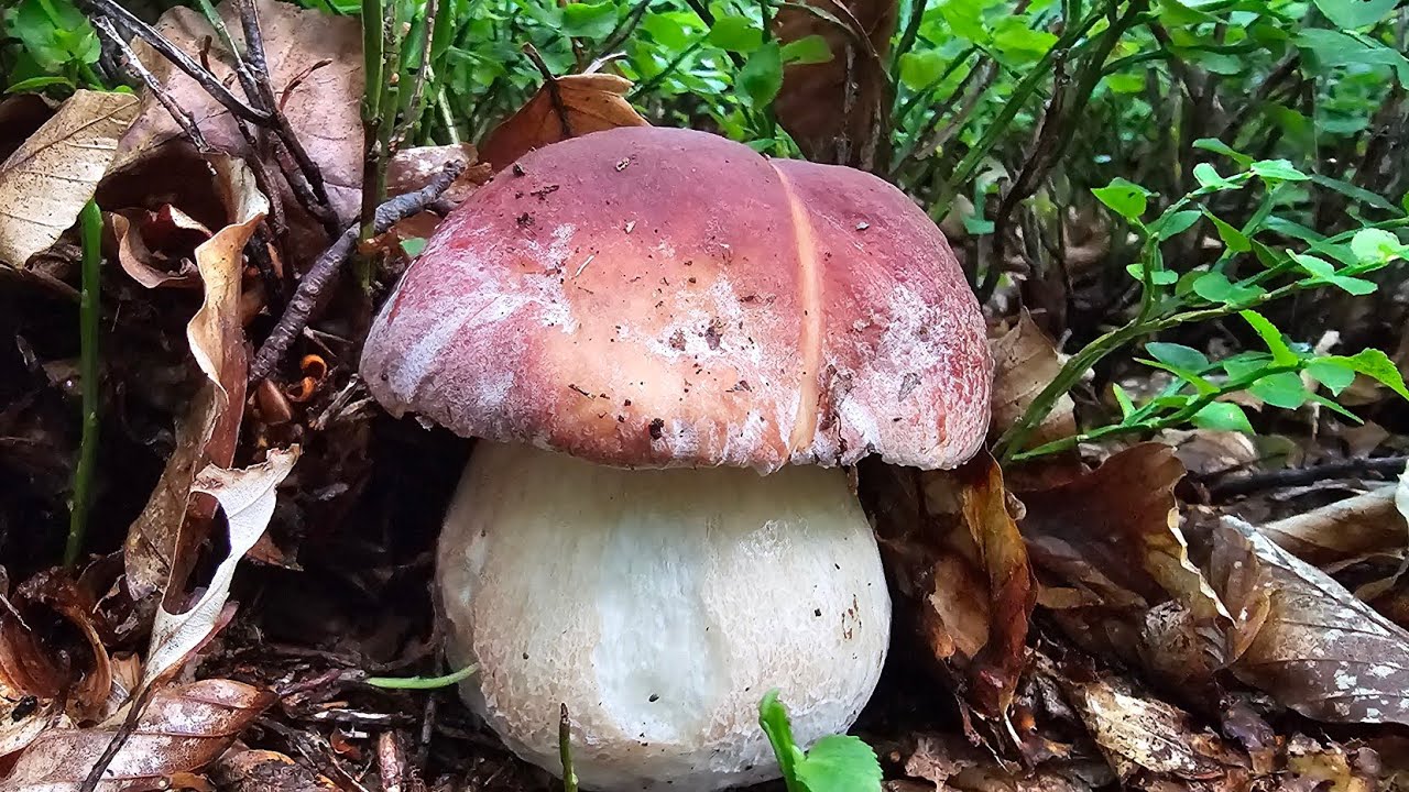 EDULIS E ROSSI DA BRIVIDO - INEDITO DI SETTEMBRE 
