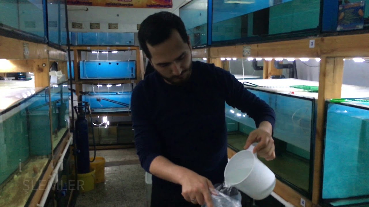Ordu Ünye 'deki Sezgin abimize Efsane Balıklarını Gönderdik