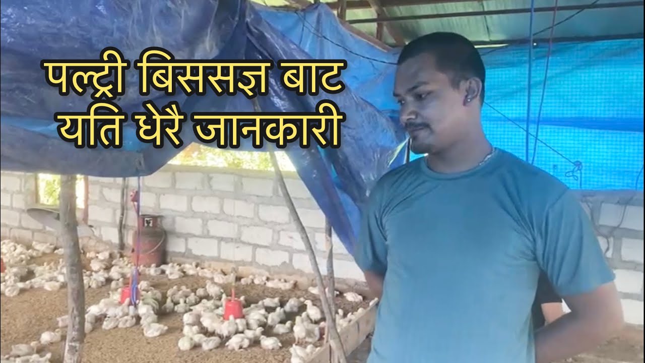 ब्रोइलर कुखुरा पालनको बारेमा पल्ट्री बिससज्ञ यसो भन्नुहुन्छ #poultryfarming#broilerchickenfarming 