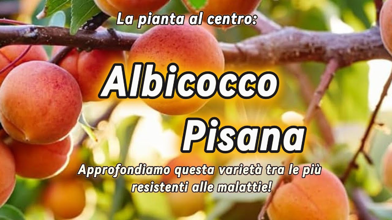 Albicocco PISANA, L'albicocca resistente alle malattie