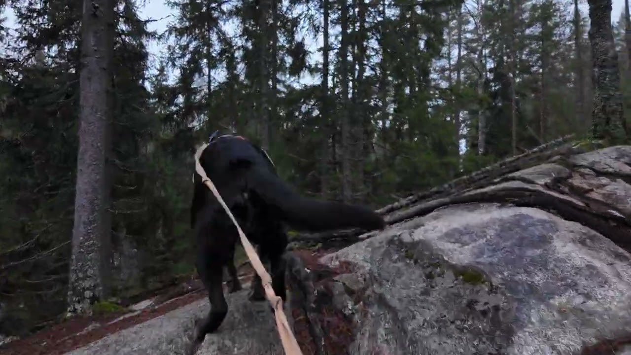 Forest walk with Taika (Dog,kelpie)