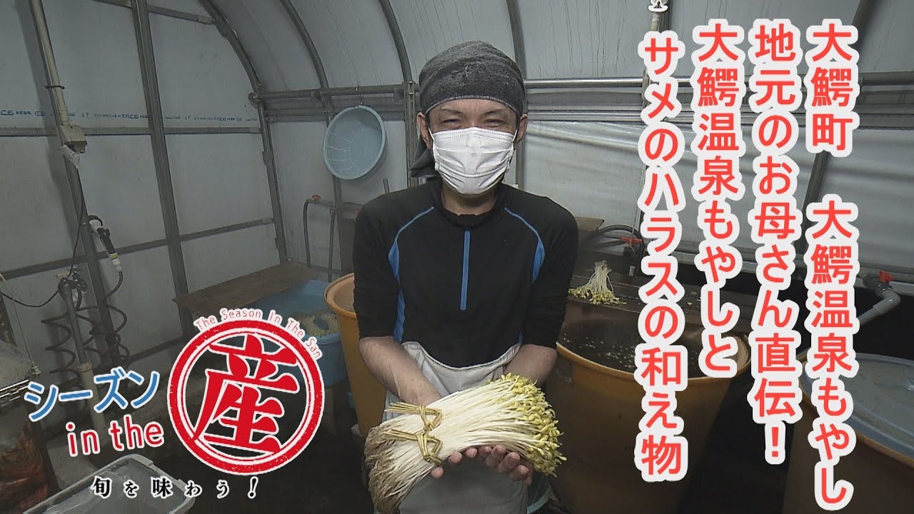 シーズンinthe産「大鰐町・大鰐温泉もやし」【温泉を使って育てられる絶品もやし！】地元のお母さん直伝！大鰐温泉もやしとサメのハラスの和え物㉚