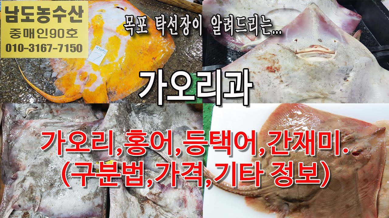 가오리과(가오리, 홍어, 등택어, 간재미) 구분법, 종류, 가격, 요리, 기타 정보, 안내입니다. (목포 남도농수산 탁선장 010 3167 7150)