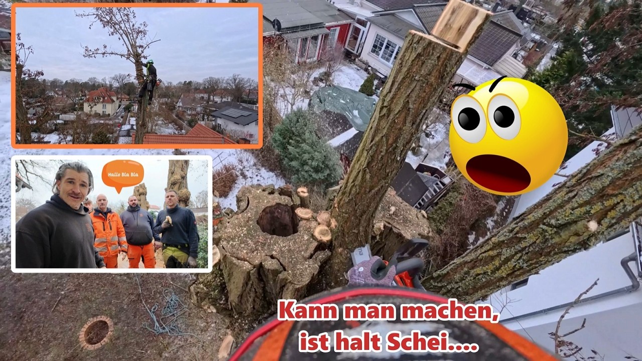 Ehemals gekappte Robinie fällen 🪵🔥 Bades Baumdienst 🌳