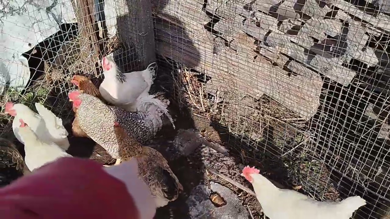 Які породи курей я маю і скільки їм років