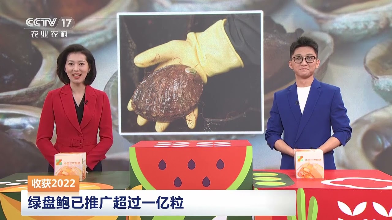 [中国三农报道]收获2022 绿盘鲍已推广超过一亿粒|农业致富经 Agriculture And Farming