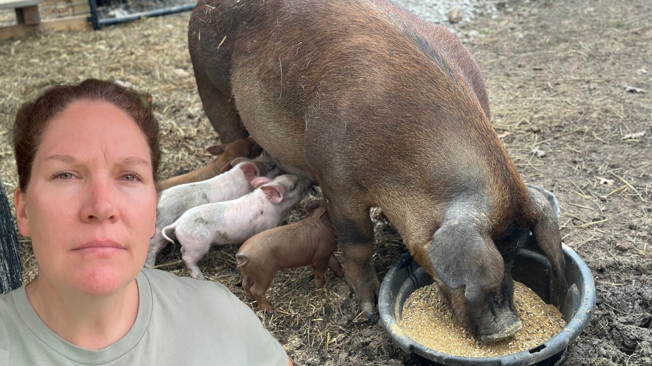 The Struggle with New Piglets 