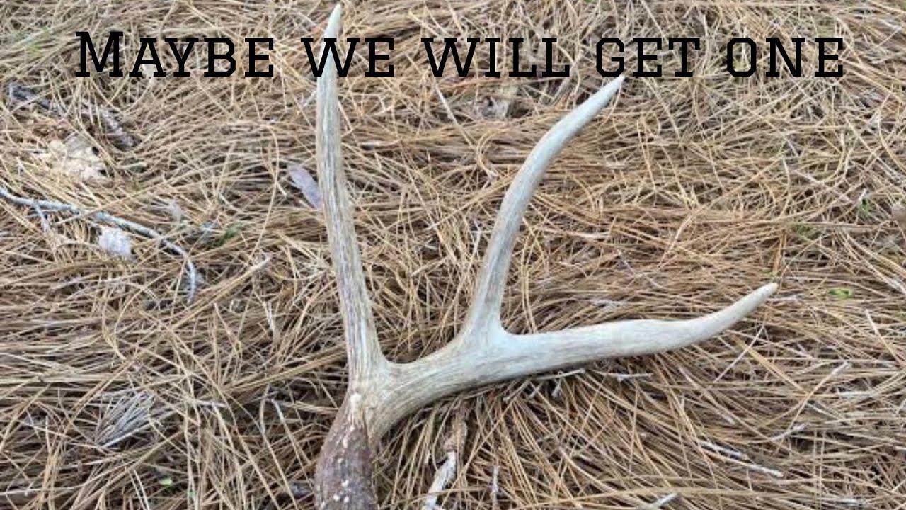 Let’s go shed hunting(again)