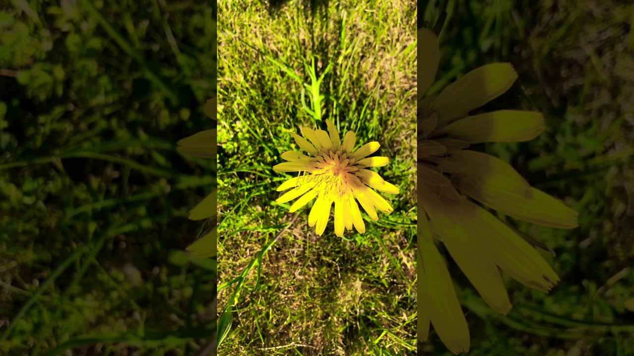 PRETTY 🤩 LITTLE FLOWER/No.478#keepposting #flowers #flowergarden @HIGHWAY-97NORTH-PETE -North